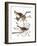 Audubon: Sparrow, 1827-38-John James Audubon-Framed Giclee Print