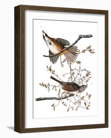 Audubon: Sparrow, 1827-38-John James Audubon-Framed Giclee Print