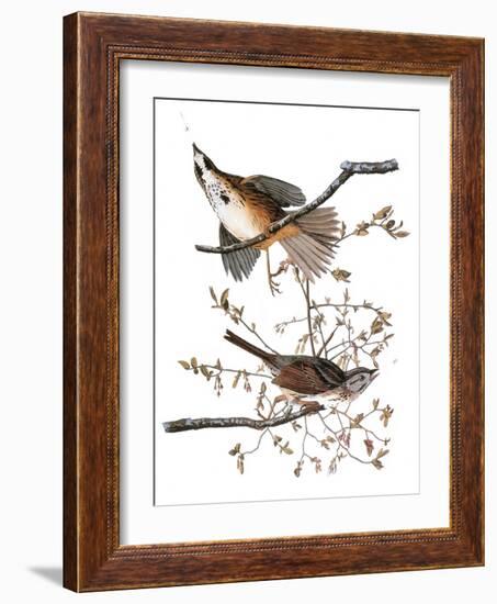 Audubon: Sparrow, 1827-38-John James Audubon-Framed Giclee Print