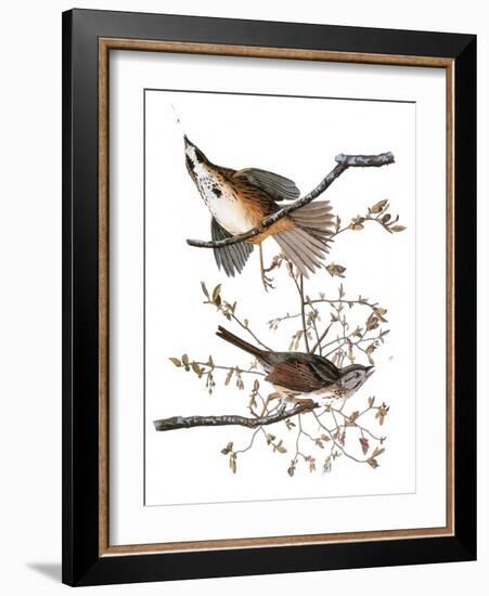 Audubon: Sparrow, 1827-38-John James Audubon-Framed Giclee Print