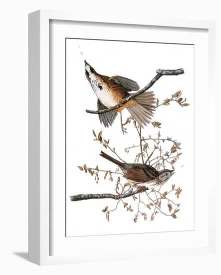 Audubon: Sparrow, 1827-38-John James Audubon-Framed Giclee Print