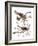 Audubon: Sparrow, 1827-38-John James Audubon-Framed Giclee Print