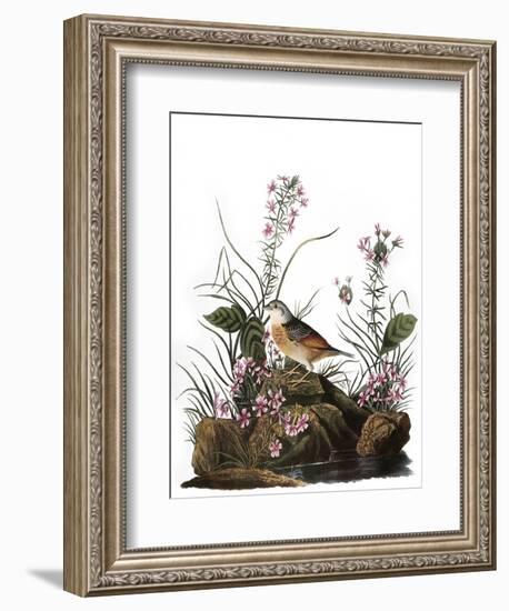 Audubon: Sparrow, 1827-38-John James Audubon-Framed Giclee Print