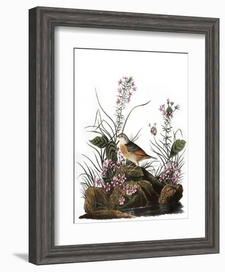 Audubon: Sparrow, 1827-38-John James Audubon-Framed Giclee Print