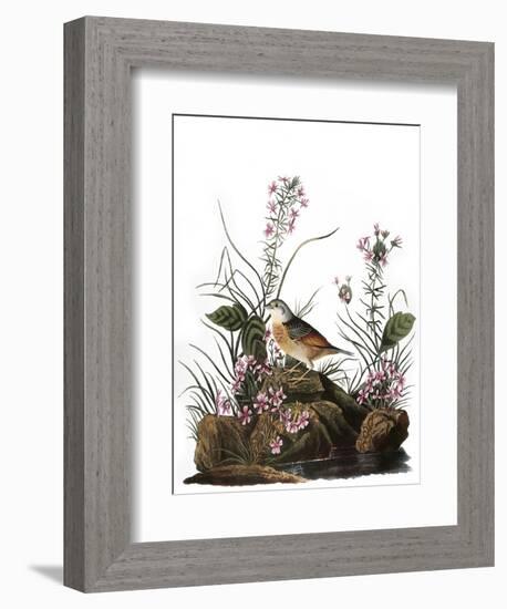 Audubon: Sparrow, 1827-38-John James Audubon-Framed Giclee Print