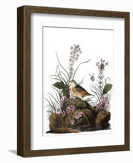 Audubon: Sparrow, 1827-38-John James Audubon-Framed Giclee Print