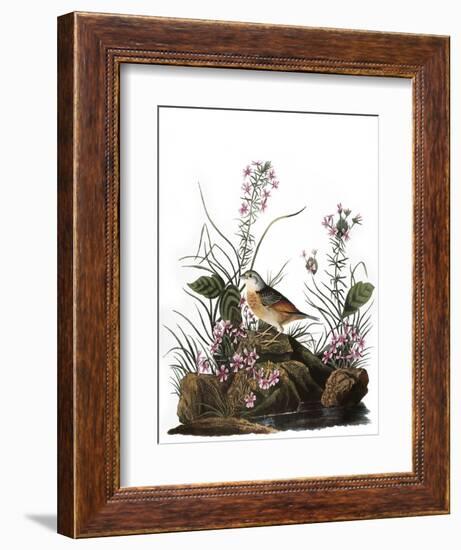 Audubon: Sparrow, 1827-38-John James Audubon-Framed Giclee Print