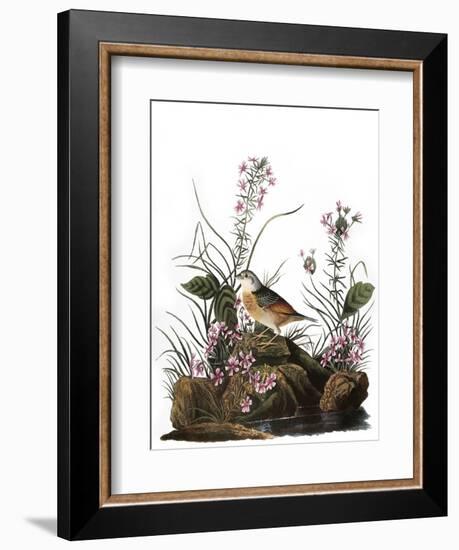 Audubon: Sparrow, 1827-38-John James Audubon-Framed Giclee Print