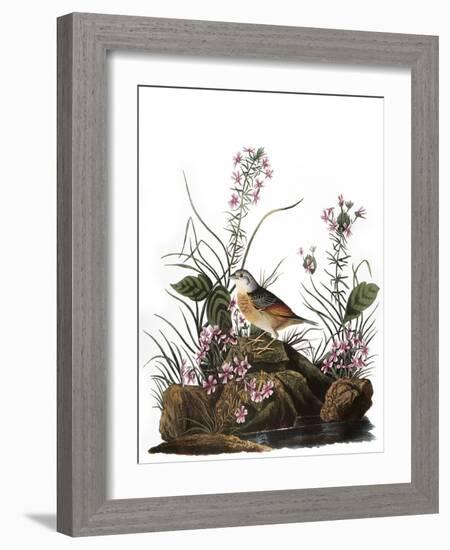 Audubon: Sparrow, 1827-38-John James Audubon-Framed Giclee Print