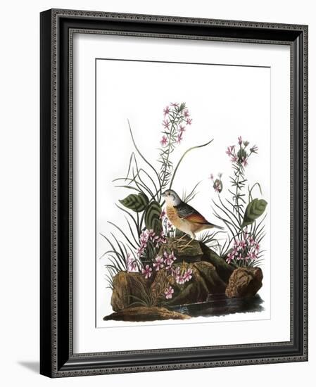 Audubon: Sparrow, 1827-38-John James Audubon-Framed Giclee Print