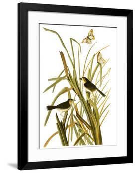 Audubon: Sparrow, 1827-John James Audubon-Framed Giclee Print