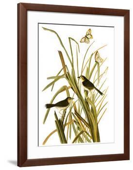 Audubon: Sparrow, 1827-John James Audubon-Framed Giclee Print