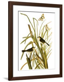 Audubon: Sparrow, 1827-John James Audubon-Framed Giclee Print