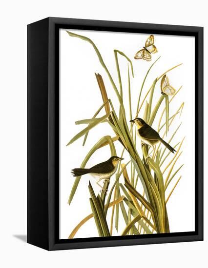 Audubon: Sparrow, 1827-John James Audubon-Framed Premier Image Canvas