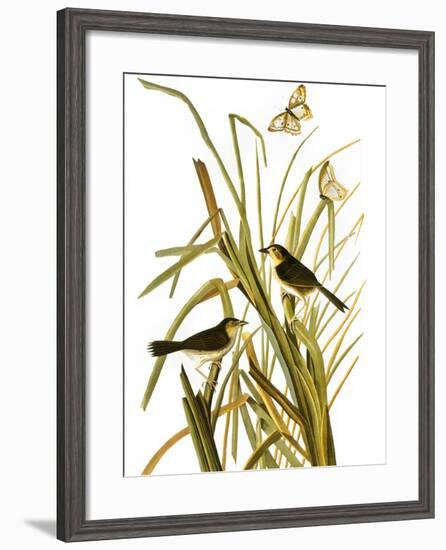 Audubon: Sparrow, 1827-John James Audubon-Framed Giclee Print