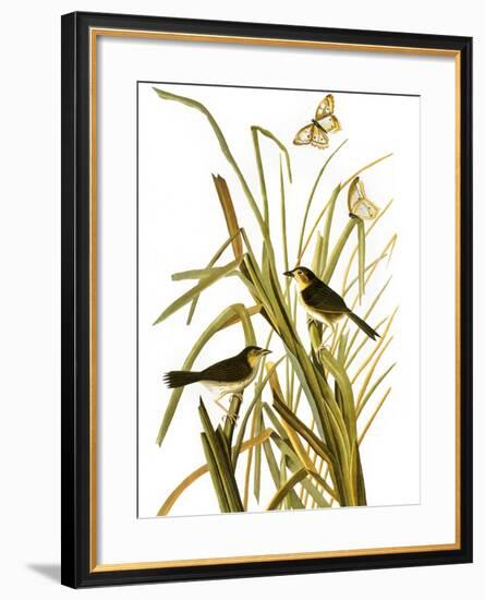 Audubon: Sparrow, 1827-John James Audubon-Framed Giclee Print