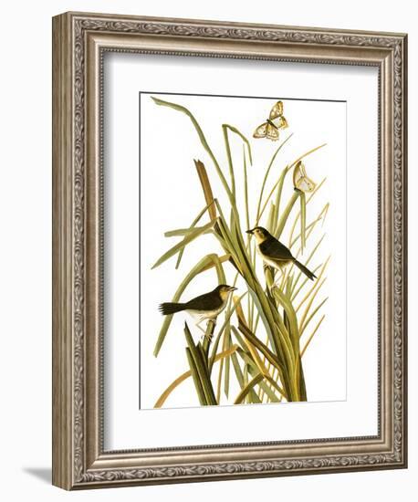 Audubon: Sparrow, 1827-John James Audubon-Framed Giclee Print