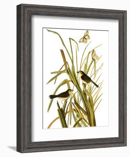 Audubon: Sparrow, 1827-John James Audubon-Framed Giclee Print