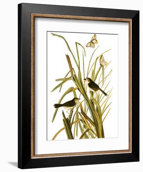 Audubon: Sparrow, 1827-John James Audubon-Framed Giclee Print