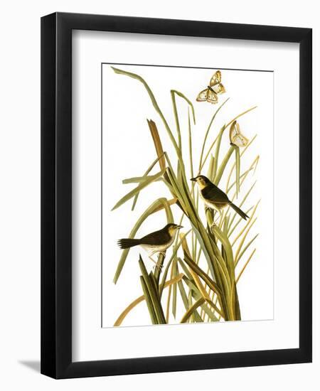 Audubon: Sparrow, 1827-John James Audubon-Framed Giclee Print