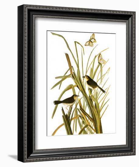 Audubon: Sparrow, 1827-John James Audubon-Framed Giclee Print