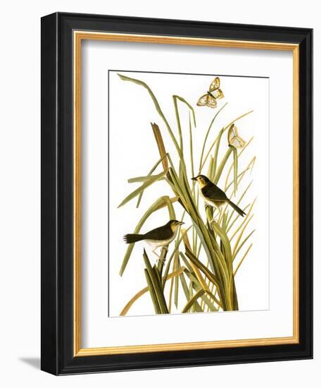 Audubon: Sparrow, 1827-John James Audubon-Framed Giclee Print