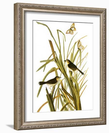 Audubon: Sparrow, 1827-John James Audubon-Framed Giclee Print