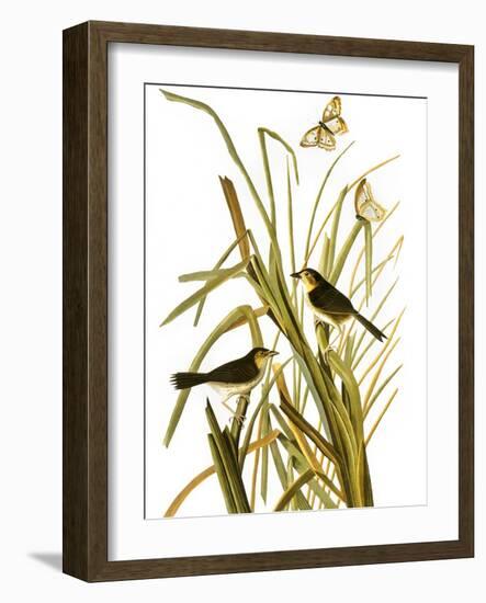 Audubon: Sparrow, 1827-John James Audubon-Framed Giclee Print