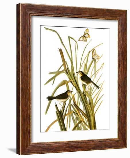 Audubon: Sparrow, 1827-John James Audubon-Framed Giclee Print