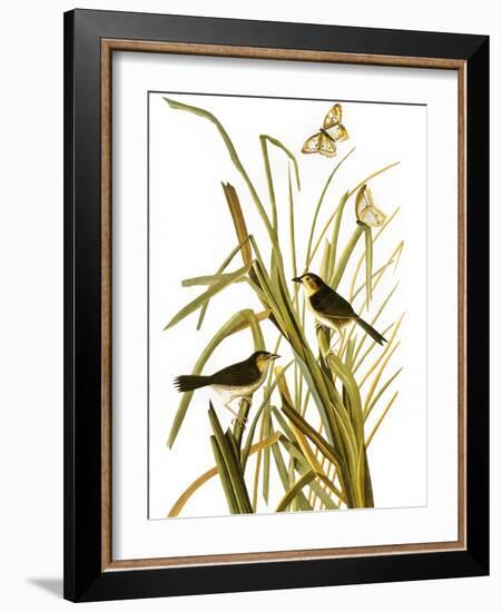 Audubon: Sparrow, 1827-John James Audubon-Framed Giclee Print