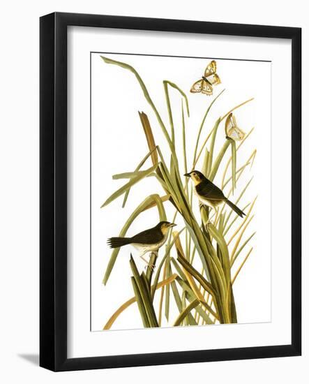 Audubon: Sparrow, 1827-John James Audubon-Framed Giclee Print