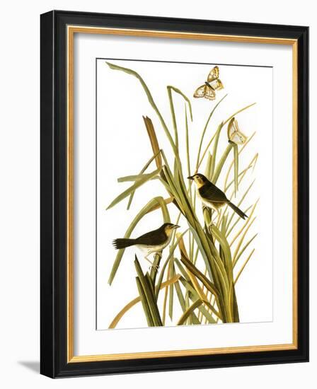 Audubon: Sparrow, 1827-John James Audubon-Framed Giclee Print