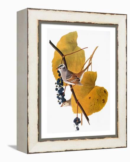 Audubon: Sparrow-John James Audubon-Framed Premier Image Canvas