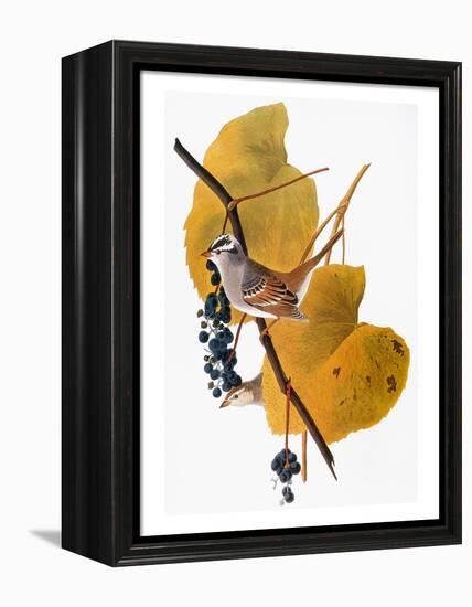 Audubon: Sparrow-John James Audubon-Framed Premier Image Canvas