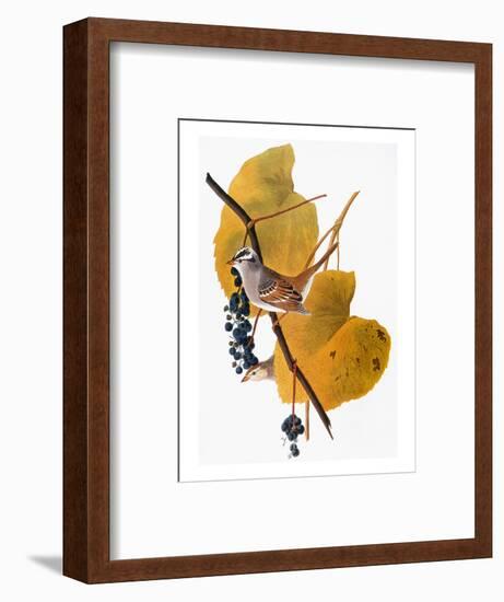 Audubon: Sparrow-John James Audubon-Framed Premium Giclee Print