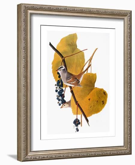 Audubon: Sparrow-John James Audubon-Framed Giclee Print