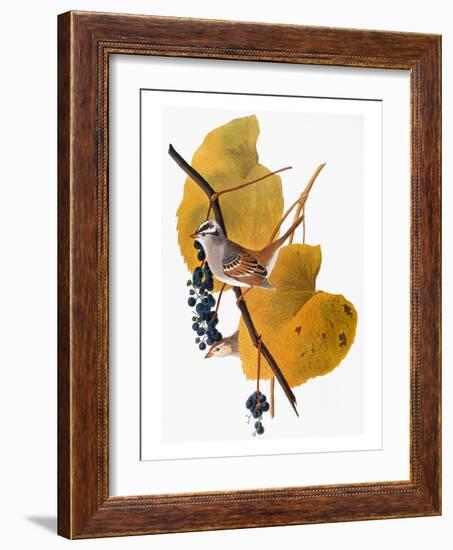 Audubon: Sparrow-John James Audubon-Framed Giclee Print