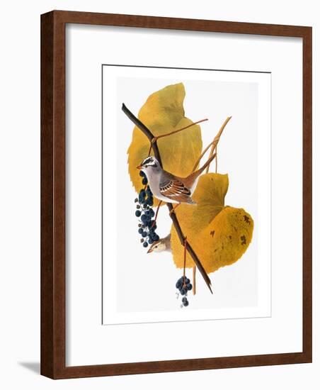 Audubon: Sparrow-John James Audubon-Framed Giclee Print