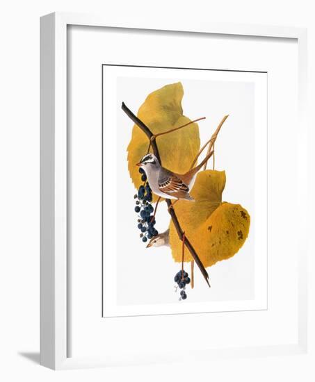 Audubon: Sparrow-John James Audubon-Framed Giclee Print