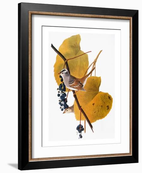 Audubon: Sparrow-John James Audubon-Framed Giclee Print