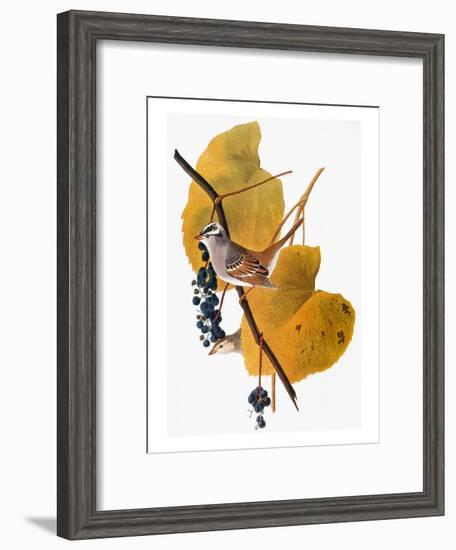 Audubon: Sparrow-John James Audubon-Framed Giclee Print