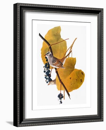 Audubon: Sparrow-John James Audubon-Framed Giclee Print