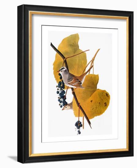 Audubon: Sparrow-John James Audubon-Framed Giclee Print