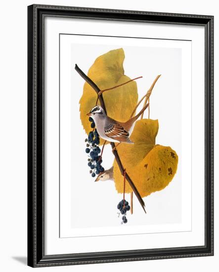 Audubon: Sparrow-John James Audubon-Framed Giclee Print