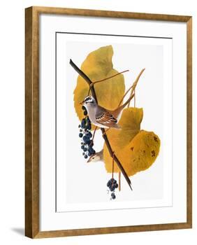 Audubon: Sparrow-John James Audubon-Framed Giclee Print