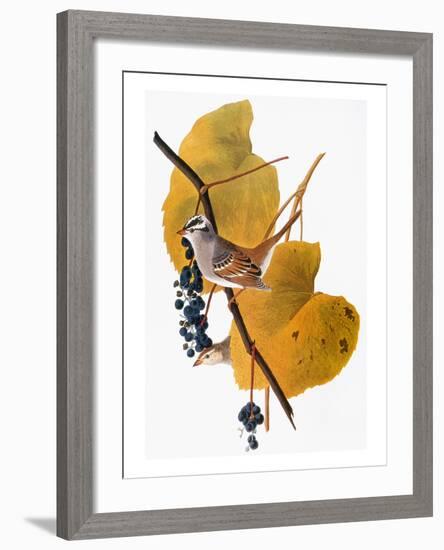 Audubon: Sparrow-John James Audubon-Framed Giclee Print