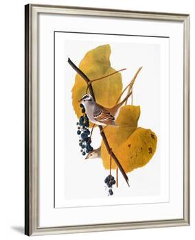 Audubon: Sparrow-John James Audubon-Framed Giclee Print