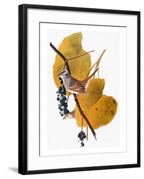 Audubon: Sparrow-John James Audubon-Framed Giclee Print