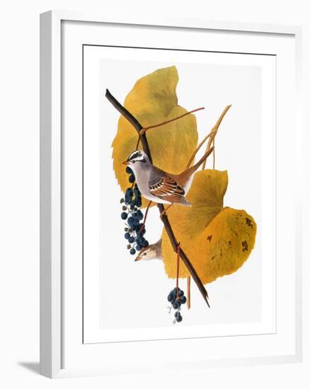 Audubon: Sparrow-John James Audubon-Framed Giclee Print