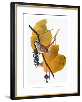 Audubon: Sparrow-John James Audubon-Framed Giclee Print